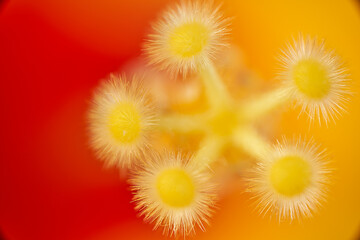 Stamens of a hibiscus in yellow and red tones.