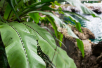 Green plants feel fresh surroundings, stock photo