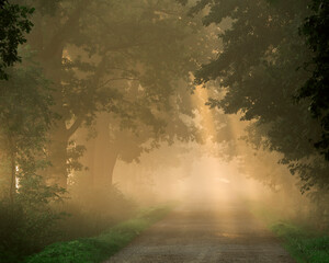 Aleja dębowa we mgle