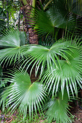 Green plants feel fresh surroundings, stock photo