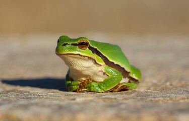 green frog in nature
