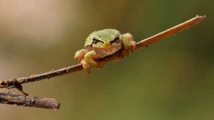 green frog in nature

