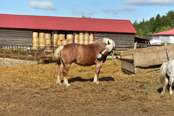 Brown horse on a rural background, Poland.