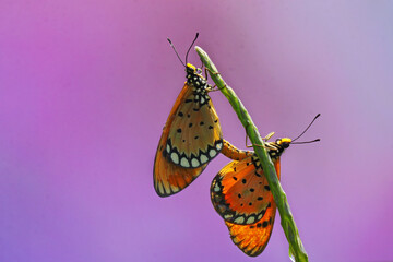 A pair of butterflies are mating on the leaves of wild plants.