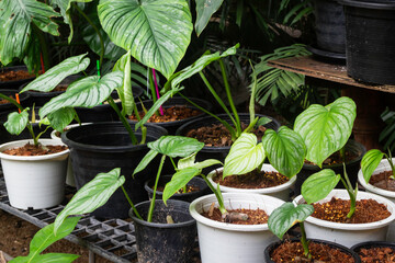 Green plants feel fresh surroundings, stock photo