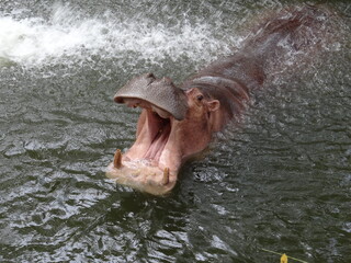The hippopotamus opened its mouth in the water.