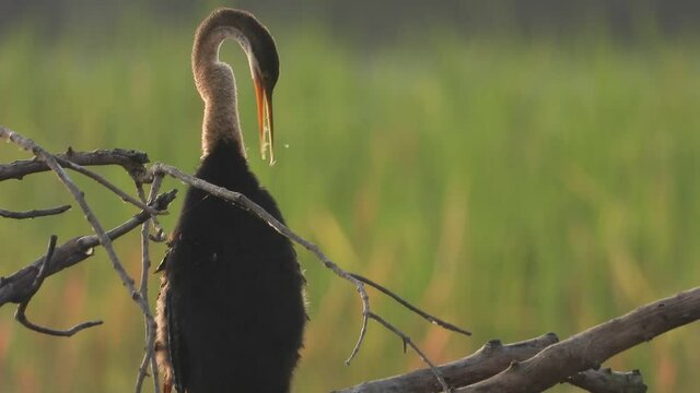 Anhinga in tree uhd mp4 4k ..