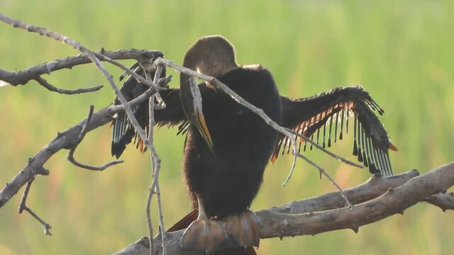 Anhinga chick chilling on pond ..