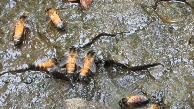 Honey bee collecting honey on water...