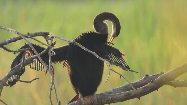 Anhinga chilling on pond and waiting for pray ..