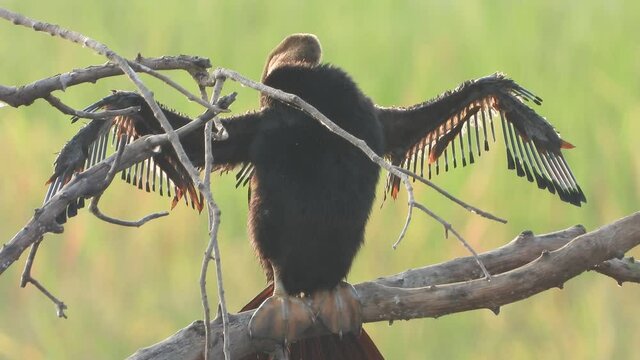 Anhinga chick in pond uhd mp4 4k ..