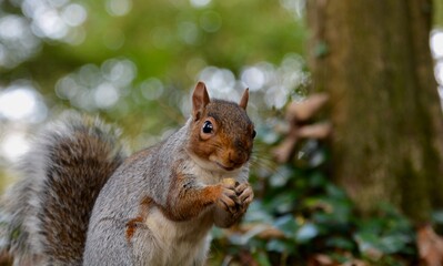 A cheeky little squirrel searching for a hiding nuts amongst the autumn leaves on  the ground ready for Winter.  Close up shot with bokeh background © 3 Eyed Raven