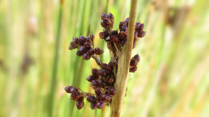 Leśne owoce małych krzewów.