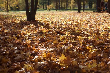 golden autumn in the park yellow trees fallen leaves sunny day