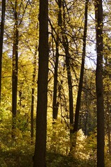 golden autumn in the park yellow trees fallen leaves sunny day