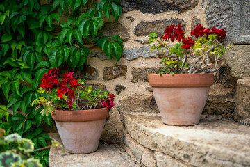 Green growing plants and other flowers on stone wall in France.