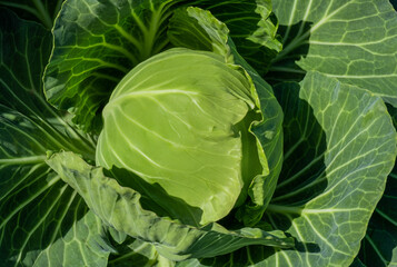 cabbage field green farm greenhouse background leaves head sun day
