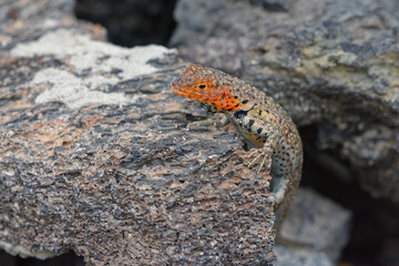 Female Galápagos Lava Lizard (microlophus albemarlensis),  San Cristobal Island, Ecuador