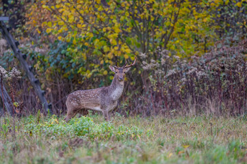 Obraz na płótnie Canvas fallow deer stag in the forest