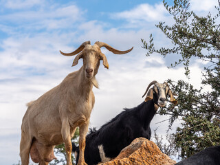 Fascinating encounters with goat herds on the back roads of the Peloponnese Peninsula, Greece