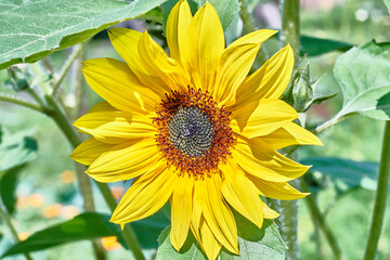 Blooming sunflower close up. Sunflower in the garden