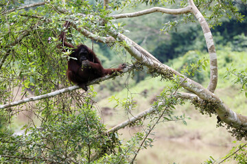 Orangutan on the trees. Location: Kutai national park, East Kalimantan/Indonesia. Selective Focus.