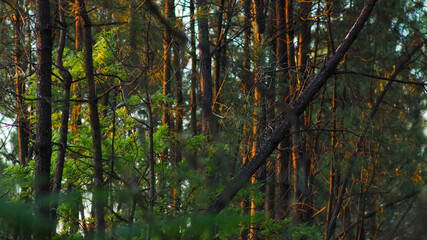 Labyrinthe de pins dans la forêt des Landes de Gascogne