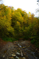 Autumn. Fall. Autumnal Park. Autumn Trees and Leaves