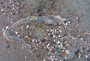 Stranded moraine (moray) eel on a beach in Tolo, near Nafplio, Southern Peloponnese, Greece
