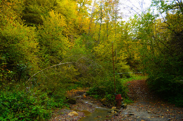 Autumn. Fall. Autumnal Park. Autumn Trees and Leaves