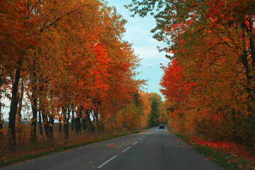 Obraz premium Car driving away on asphalt road through autumn forest. Nature autumn background