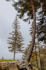 Herbstaufnahmen aus Wäldern von der Wanderung