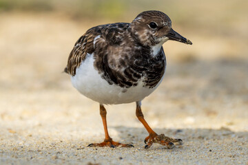 Ruddy Turnstone Arenaria interpres Costa Ballena Cadiz