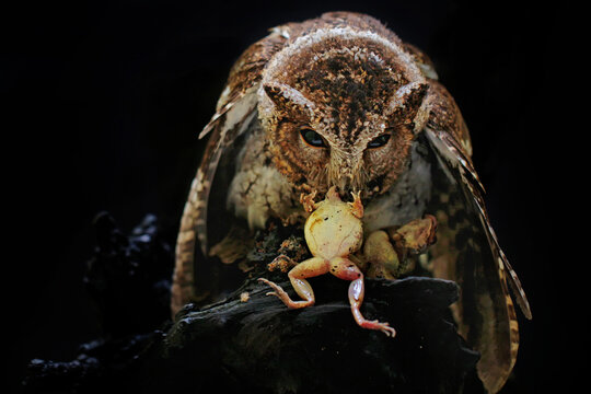An owl is eating a frog.