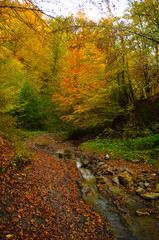 Autumn. Fall. Autumnal Park. Autumn Trees and Leaves