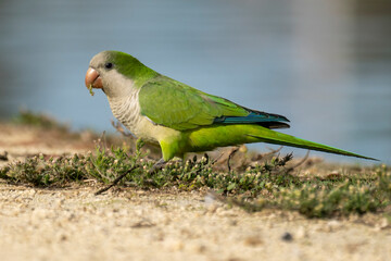 Monk Parakeet Myiopsitta monachus Costa Ballena Cadiz