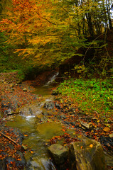 Autumn. Fall. Autumnal Park. Autumn Trees and Leaves