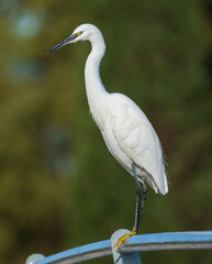 Little Egret Egretta garzetta Costa Ballena Cadiz