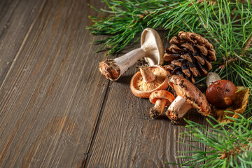mushrooms on the background of a tree.Pine cone and green branch on wooden table, copy space for text. Cooking delicious organic mushroom Lactarius deliciosus.Christmas card.