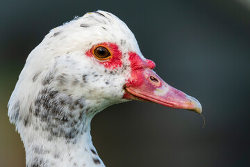Muscovy Duck Domestic type Cairina moschata Costa Ballena Cadiz