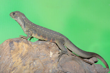 A lizard is showing aggressive behavior.