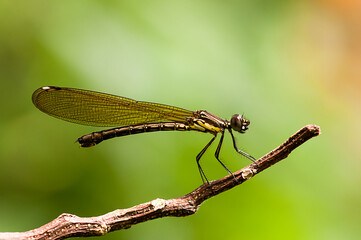 damselfly on a twig