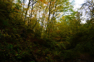 Autumn. Fall. Autumnal Park. Autumn Trees and Leaves