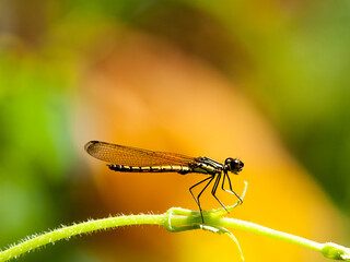 damselfly on a leaf