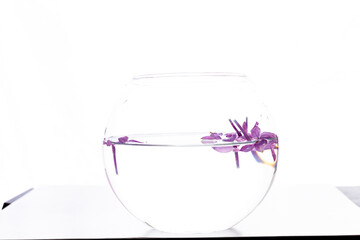 a vase of water with lilac flowers floating in it