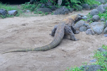 A Komodo dragon (Varanus komodoensis) is sunbathing before starting its daily activities.