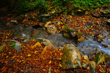 Autumn. Fall. Autumnal Park. Autumn Trees and Leaves