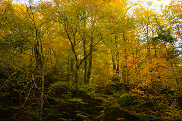 Autumn. Fall. Autumnal Park. Autumn Trees and Leaves