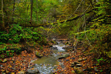 Autumn. Fall. Autumnal Park. Autumn Trees and Leaves