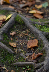 stump